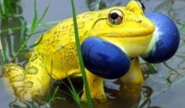 两个网红青蛙吃瓜的样子,萌态百出，笑料连连