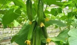 天津美院小网红吃瓜休学,揭秘校园背后的风云涌动