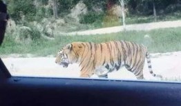 成都老虎爆料视频曝光,揭秘事件背后真相