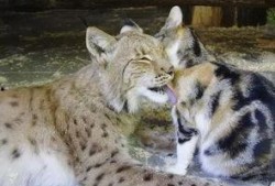 山猫大哥爆料视频,幕后真相大起底