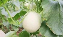 莱阳网红吃瓜事件,一场网络狂欢背后的真相与反思