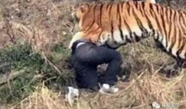 成都老虎爆料视频曝光,揭秘事件背后真相