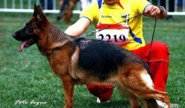 德国牧羊犬爆料视频播放,视频播放背后的惊人真相