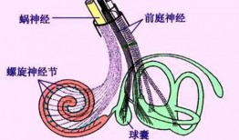 耳蜗 在线观看,在线观看揭示听觉世界的秘密