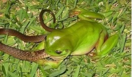 两个网红青蛙吃瓜的样子,萌态百出，笑料连连