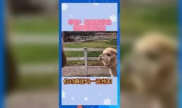 娱乐吃瓜群众歌曲视频下载