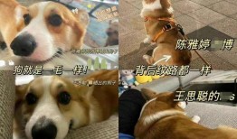 狗崽爆料汪小菲视频全集,揭秘背后真相与情感纠葛