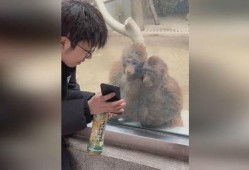 网友爆料猴哥事件视频完整版,揭秘网友热议的惊人真相