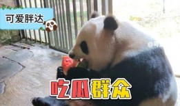 娱乐吃瓜大熊猫,揭秘大熊猫的娱乐生活