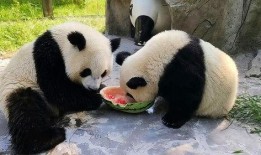 娱乐吃瓜大熊猫,揭秘大熊猫的娱乐生活