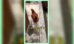 娱乐吃瓜群众歌曲视频下载