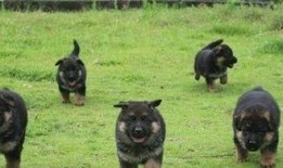 德国牧羊犬爆料视频播放,视频播放背后的惊人真相