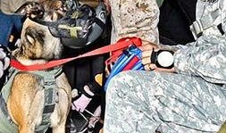 德国牧羊犬爆料视频播放,视频播放背后的惊人真相