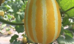 网红吃瓜免费入口在哪,独家攻略大公开