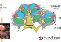 耳蜗 在线观看,在线观看揭示听觉世界的秘密