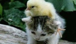 娱乐吃瓜酱猫抱枕,带你感受萌宠的魅力