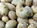 爆料发芽土豆能吃吗视频,能否食用引发热议